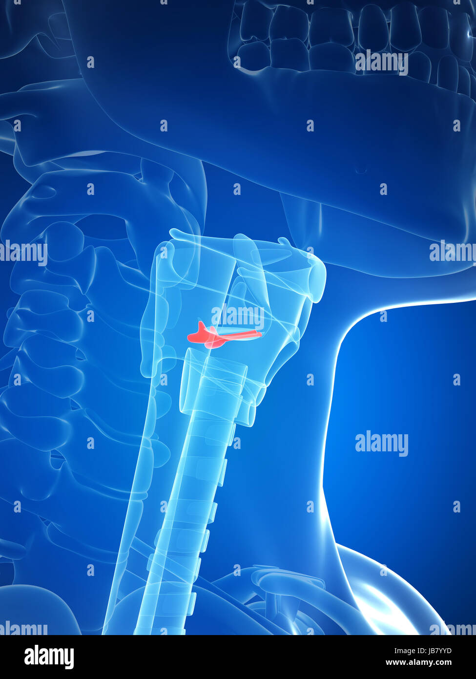 3D gerenderte Darstellung der Kehlkopf-Anatomie - Stimmbänder Stockfoto