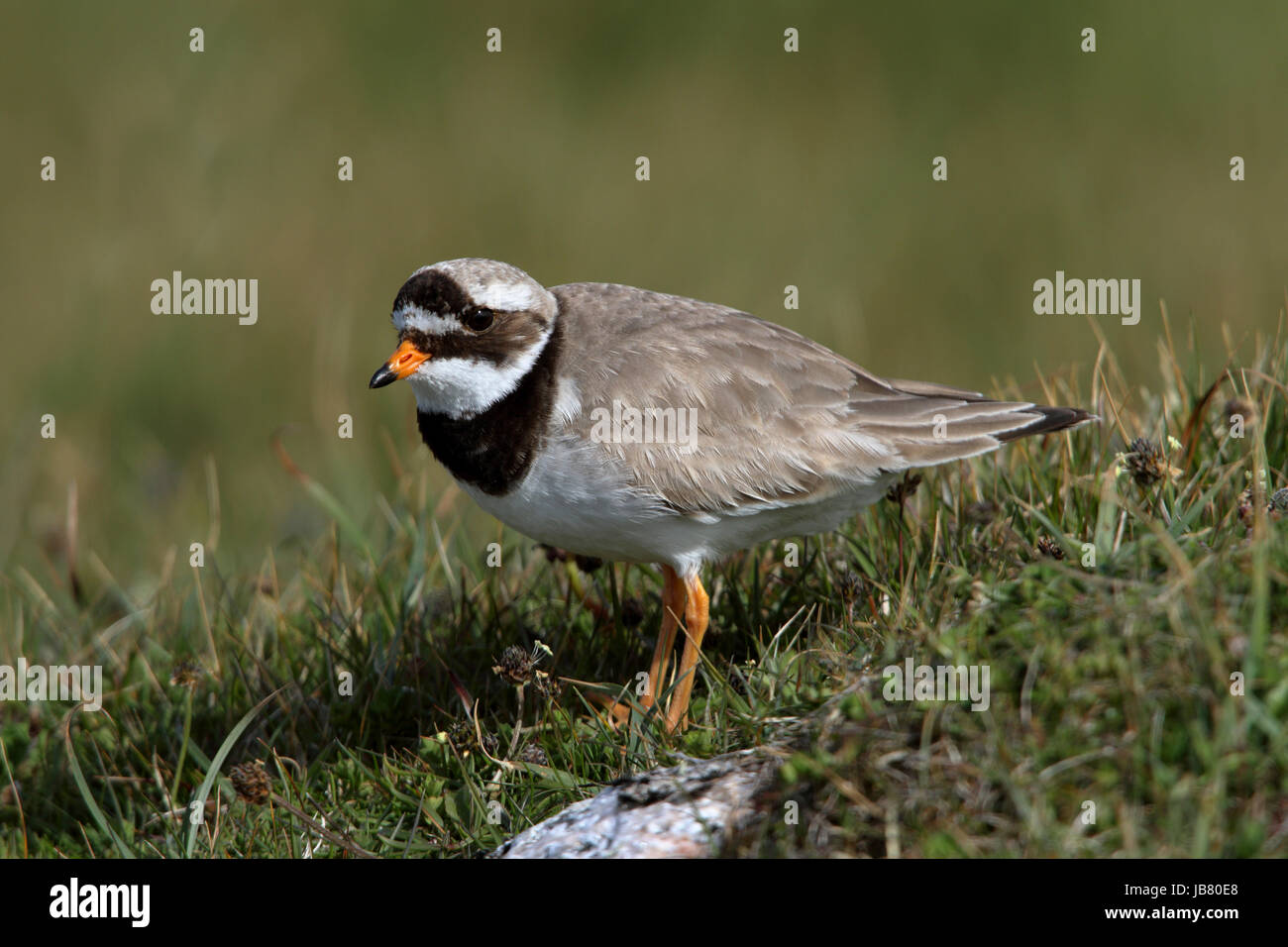 Flussregenpfeifer Plover Charadrius Hiaticula Zucht Weibchen Nest fern, während Männchen brüten übernimmt Stockfoto