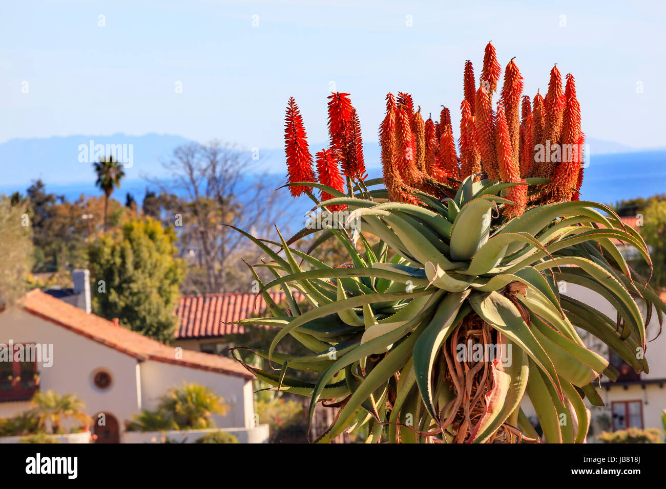 Riesiger Baum Aloe Aloe Barberae Pazifik Mission Santa Barbara in  Kalifornien Stockfotografie - Alamy