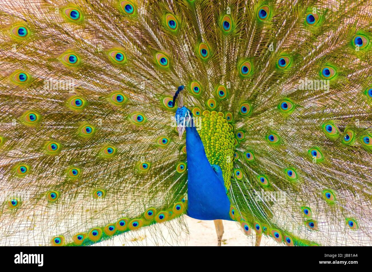 Ein Höhenplan ein männlicher Pfau anzeigen. Männliche andere unterscheiden sich für ihre helle metallische blaue Krone, der fächerförmigen Kamm auf dem Kopf und die länglichen oberen Rute begehrt auf ihren Zug Auge vor Ort Federn gebildet. Stockfoto