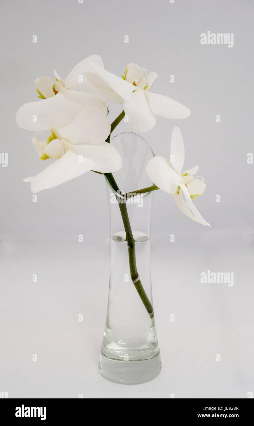 Ein Zweig der weiße Orchidee in einer schmalen vase Stockfoto