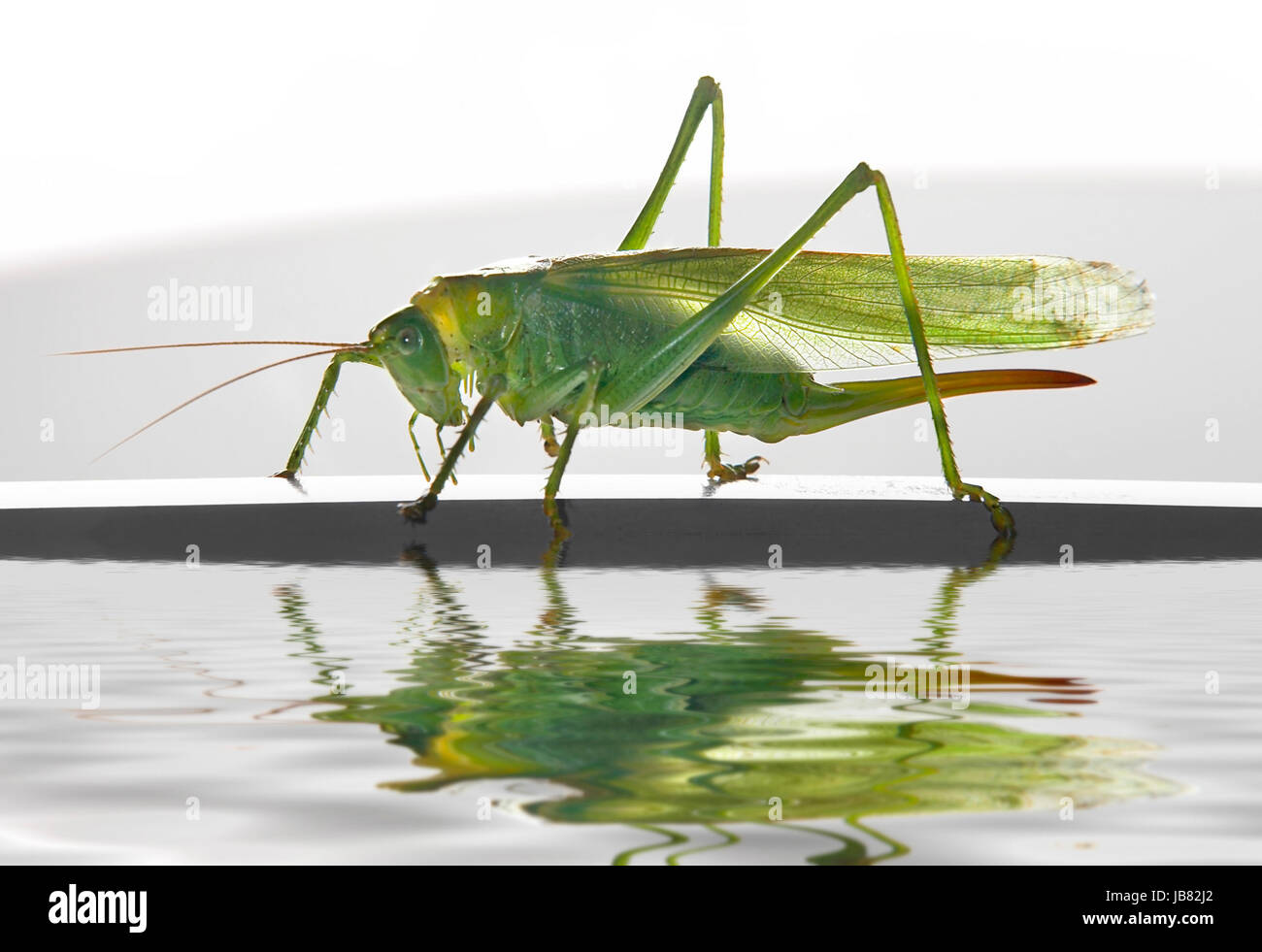 große grüne weibliche Heuschrecke zu Fuß auf einem dünnen horizontalen Stock auf spiegelnde Wasseroberfläche Stockfoto