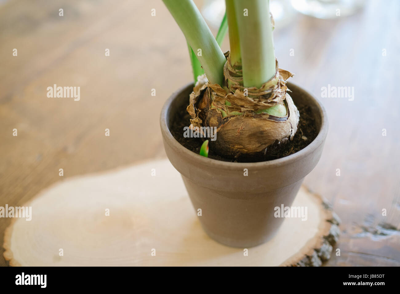 Big amaryllis Zwiebel im Topf auf einer Holzplatte, hippeastrum  Stockfotografie - Alamy