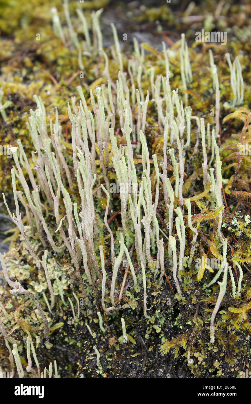 Cladonia gracilis Stockfoto