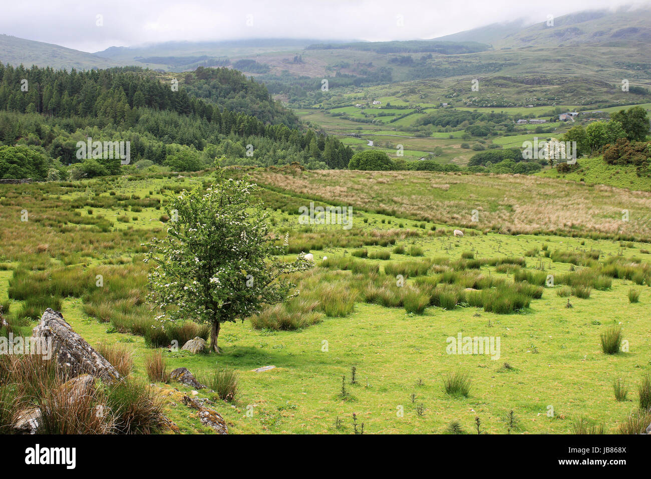 Conwy-Tal-Landschaft in der Nähe von Dolwyddelan, North Wales, UK Stockfoto