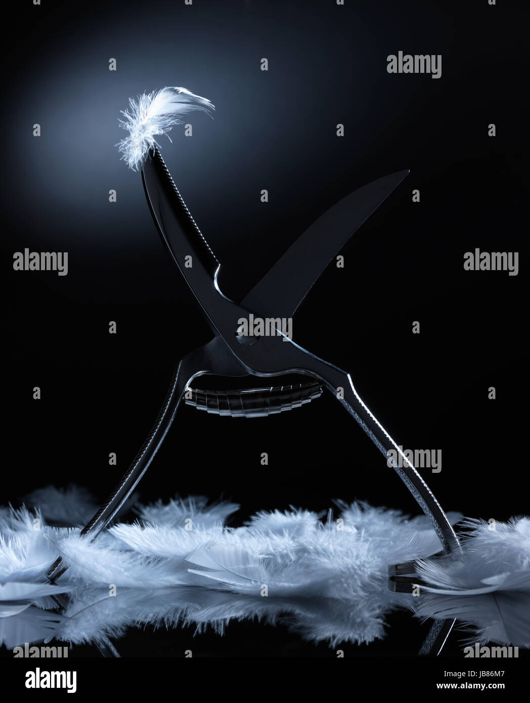 Geflügel Schere ausgerissen Stockfoto