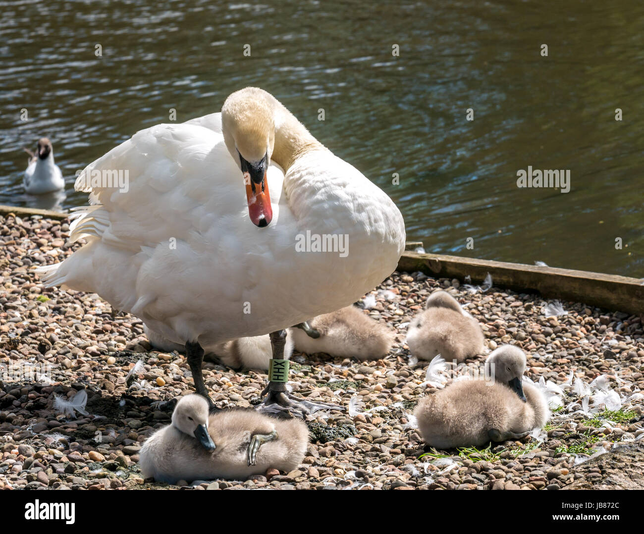 In der Nähe von Erwachsenen Höckerschwan Cygnus olor, Putzende Federn mit Cygnets von See, Riccarton, Edinburgh, Schottland, Großbritannien Stockfoto
