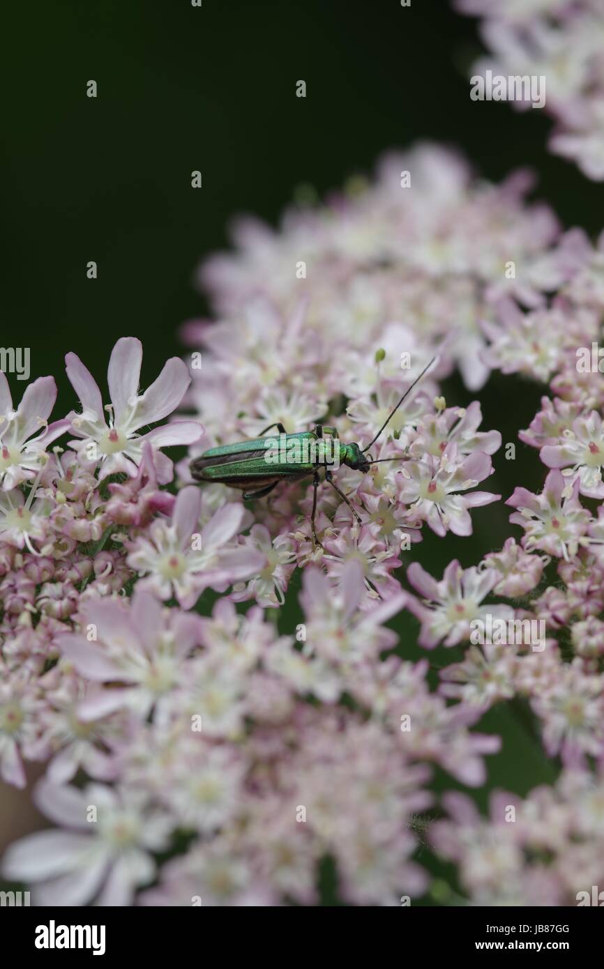 Weibliche angeschwollenen-thighed Käfer - Oedemera Nobilis, Pollen essen. Schöne metallische grüne Färbung. Fluß Exe, Exeter, Devon, UK. Juni 2017.  Makro Stockfoto