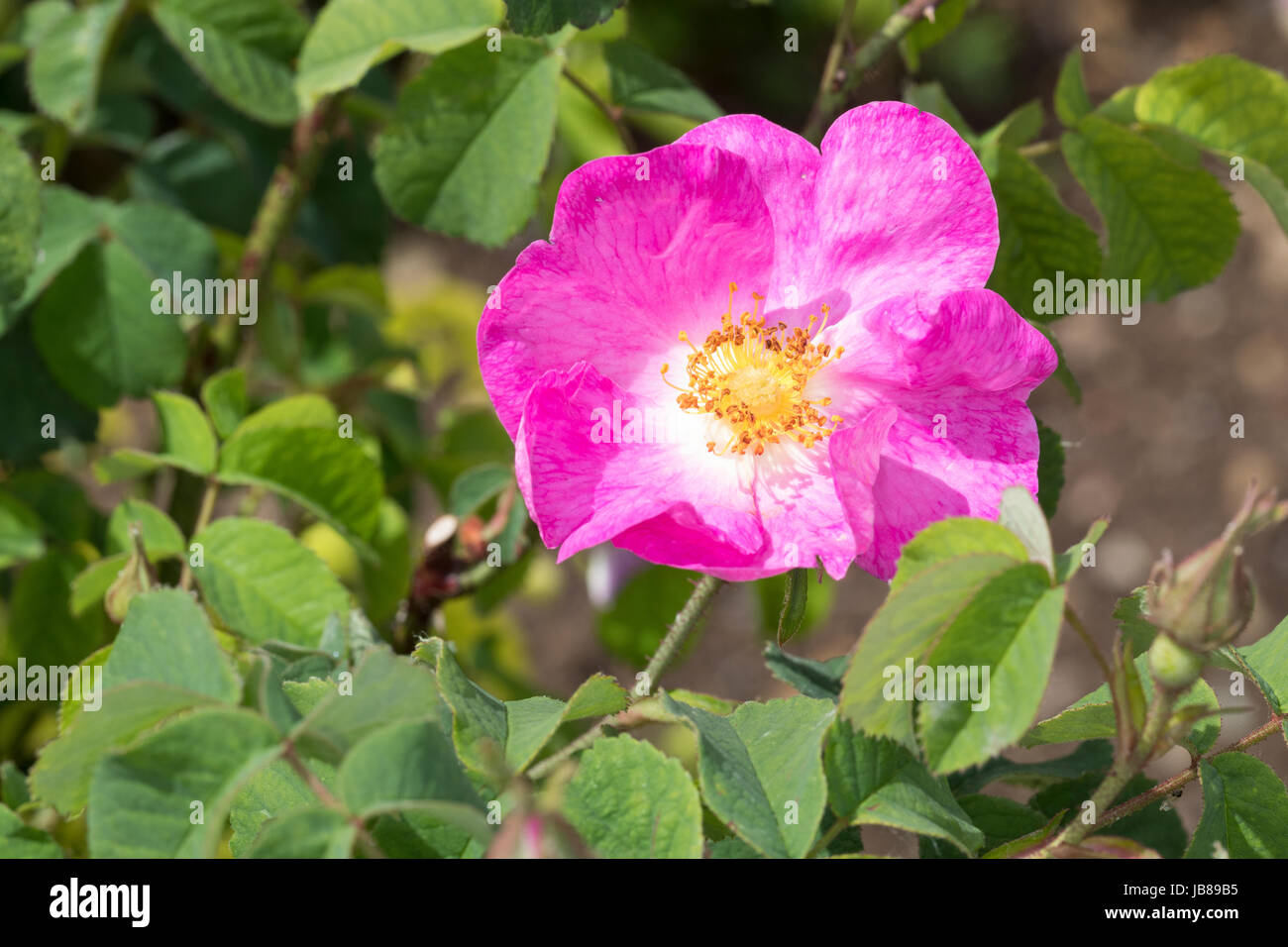 Essig-Rose, Essigrose, Apothekerrose, Apotheker-Rose, Gallische Rose, Gallica-Rose, Gallica-Rosen, Provins-Rose, Rose, Rosen, Rosa Gallica officinalis Stockfoto