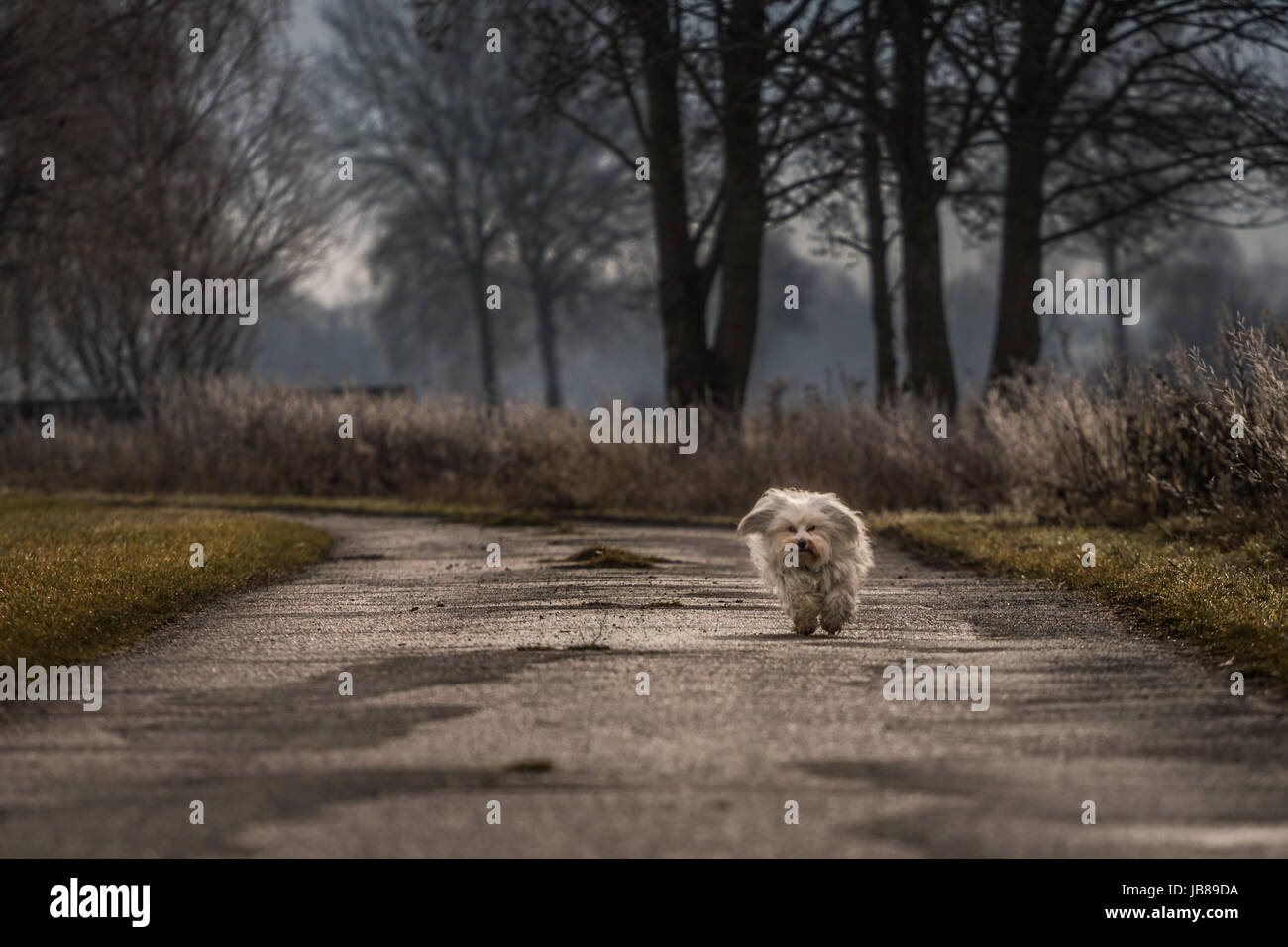 Ein Langhaar-Hund Kommt Auf Den Fotografen Zugelaufen, Im Hintergrund Eine Bäume Und Sträucher. Stockfoto