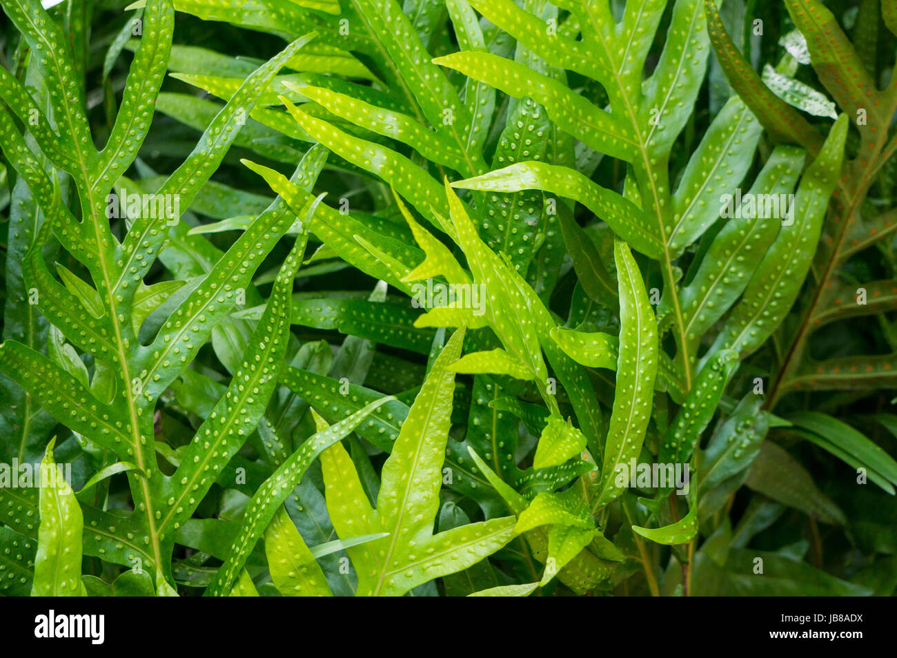 Exotisch aussehende Blätter Stockfoto