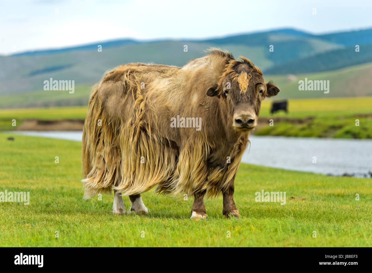 Yak (Bos Mutus) mit lange hellbraune Haare. Orkhon Tal, Khangai Nuruu National Park, Oevoerkhangai Aimag, Mongolei Stockfoto
