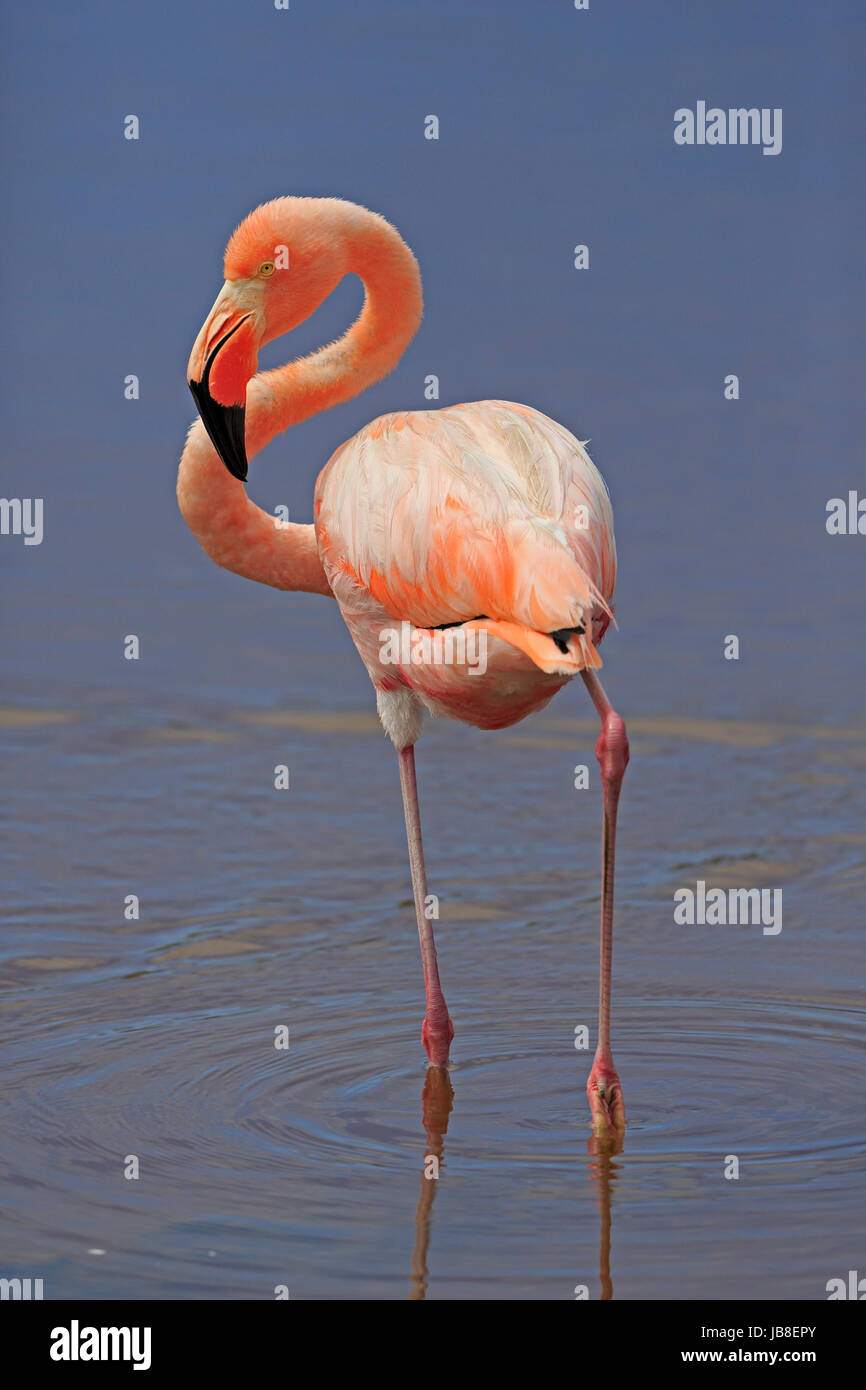 Qmerican Flamingo in den Galapagos-Inseln Stockfoto