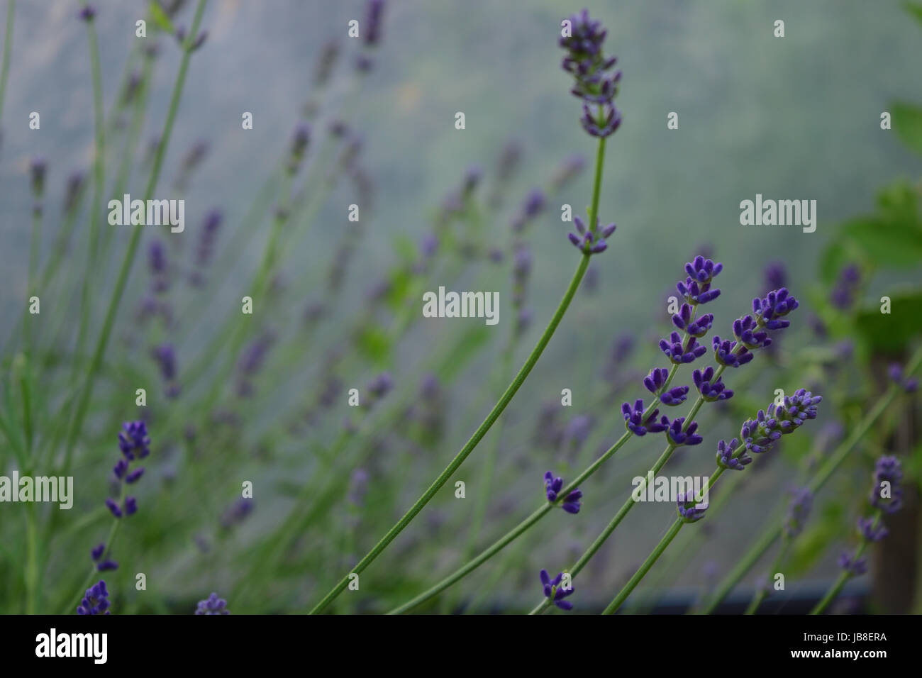 Lavendel: Zierpflanzen für Garten- und Landschaftsnutzung, zur Verwendung als kulinarische Kräuter und zur Extraktion ätherischer Öle. Stockfoto
