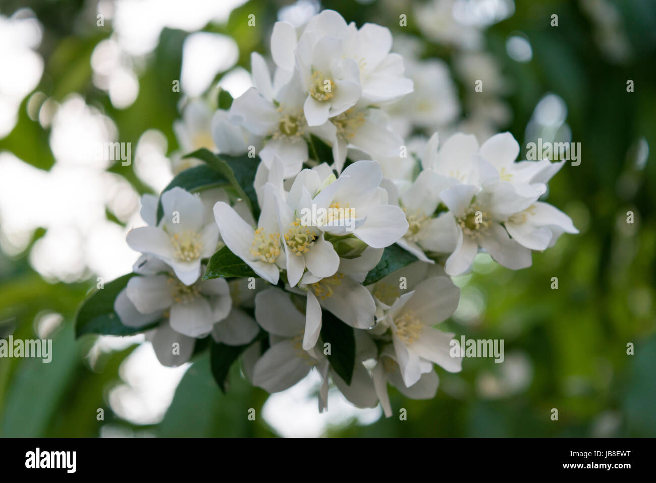 Weiße Blüten von süßem Mock-Orange stark duftend, deren Duft Orangenblüten ähnelt. Stockfoto