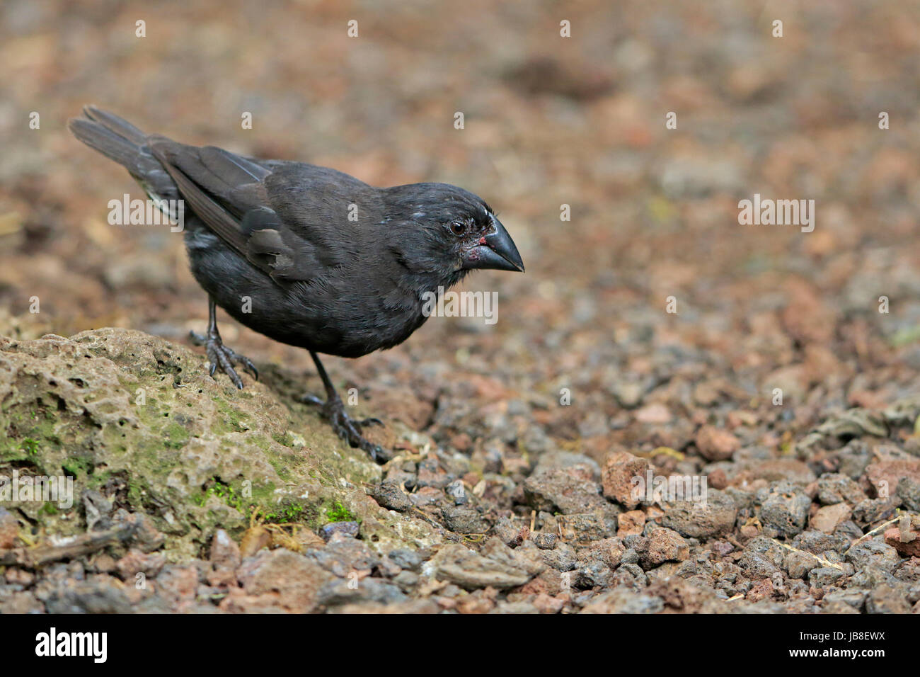 Männliche Galapagos Finch wahrscheinlich ein Medium Boden Finch Fütterung auf dem Boden Stockfoto