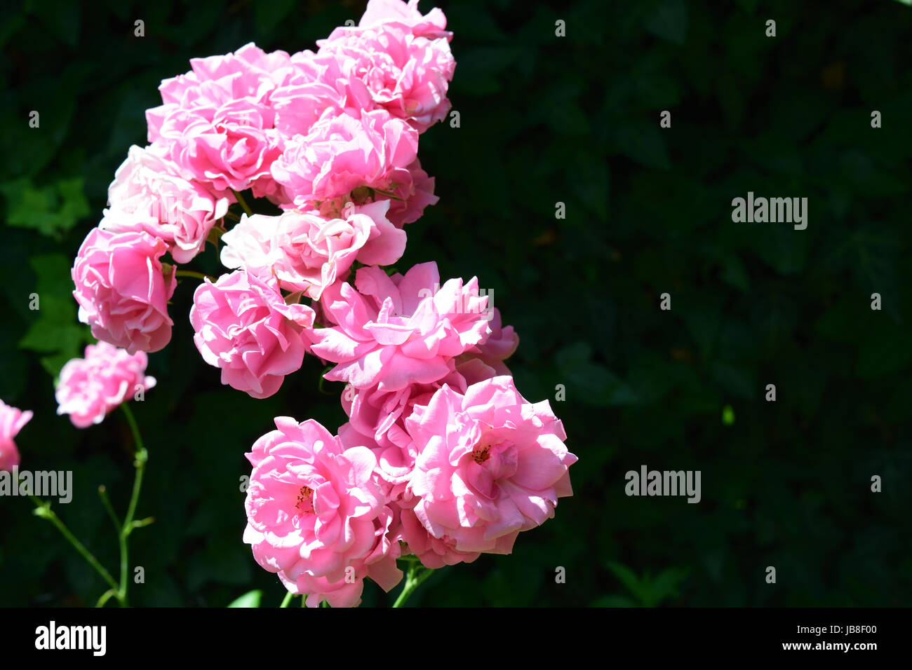 Garten Rose branch Stockfoto