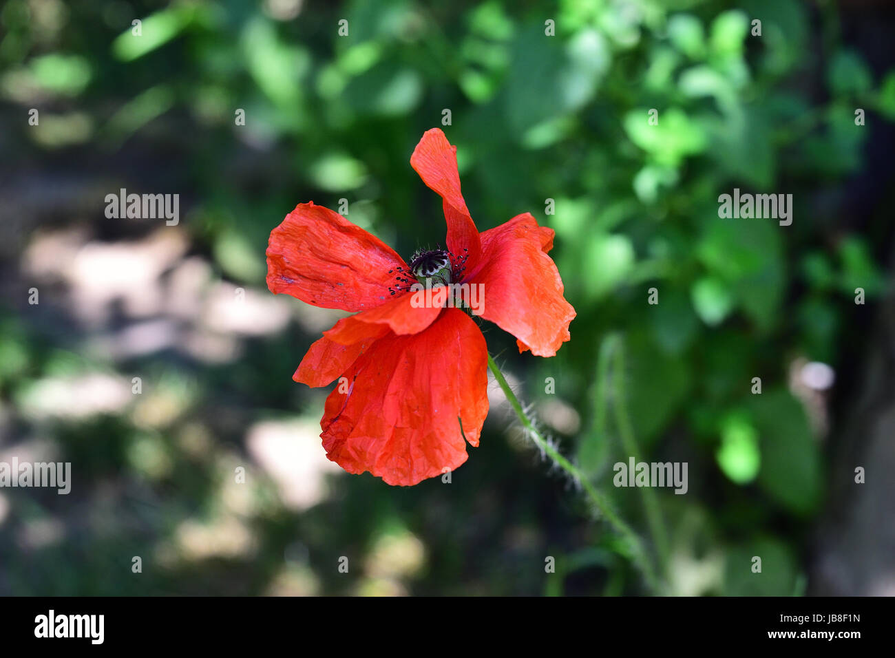 Ein zerbrechlicher Mohnblütenkopf. Es ist eine krautige Pflanze mit leuchtenden Blumen, milchigem sap und abgerundeten Samenkapseln, die Alkaloide enthalten. Stockfoto