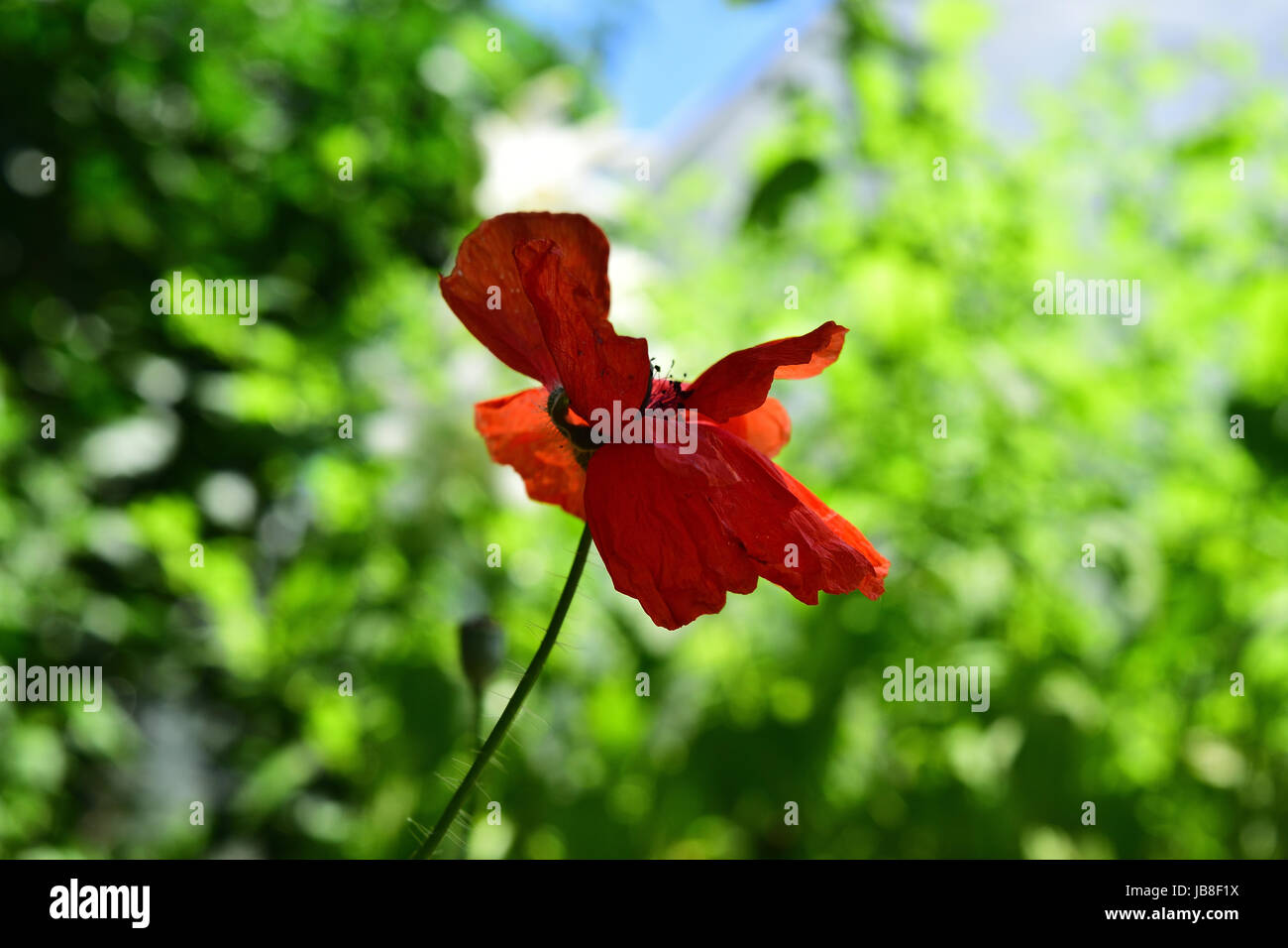 Ein zerbrechlicher Mohnblütenkopf. Es ist eine krautige Pflanze mit leuchtenden Blumen, milchigem sap und abgerundeten Samenkapseln. Stockfoto