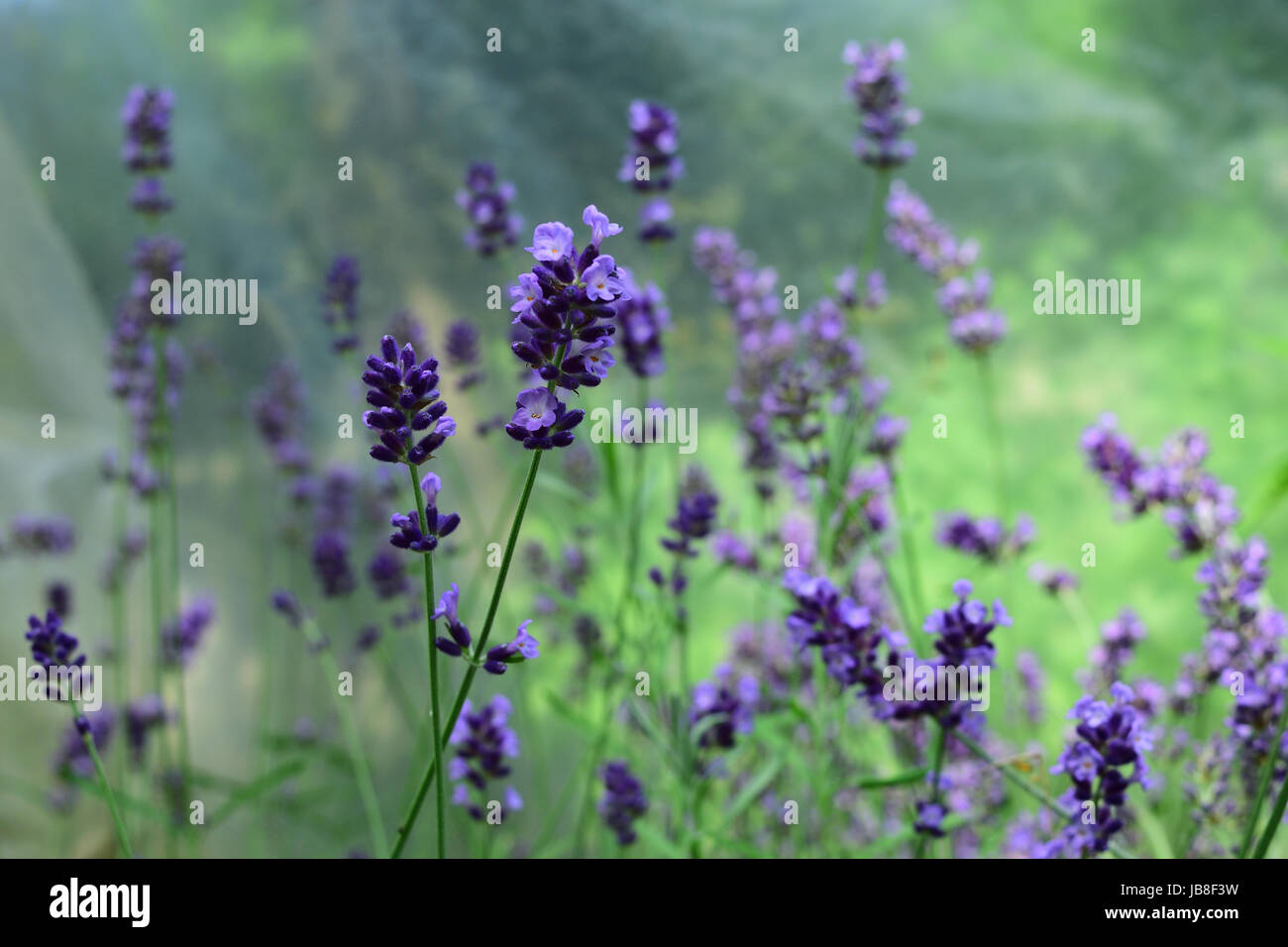 Lavendel: Zierpflanzen für Garten- und Landschaftsnutzung, zur Verwendung als kulinarische Kräuter und zur Extraktion ätherischer Öle. Stockfoto