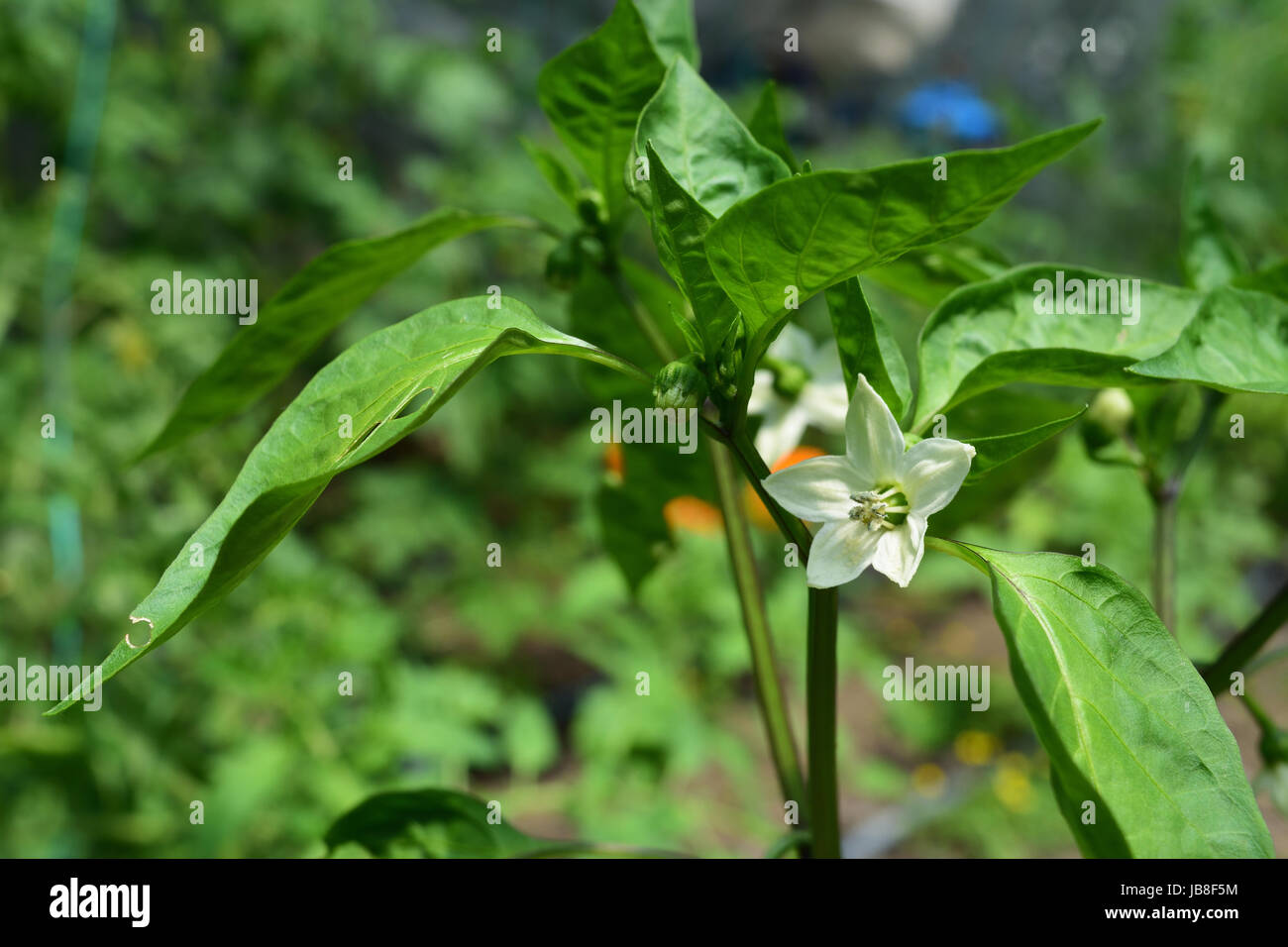 Grüne Pfefferpflanze, die im hauseigenen Gewächshaus angebaut wird. Capsicum annuum wird für eine Vielzahl von Formen und Größen von Paprika angebaut, sowohl mild als auch scharf. Stockfoto