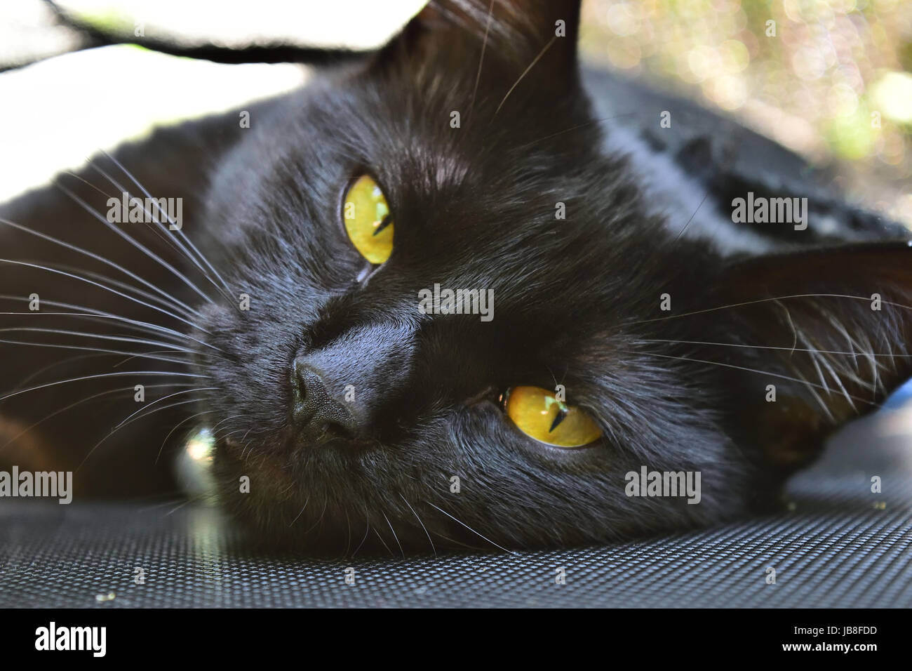 Nahaufnahme der schwarze Hauskatze liegend auf einem Trampolin Stockfoto