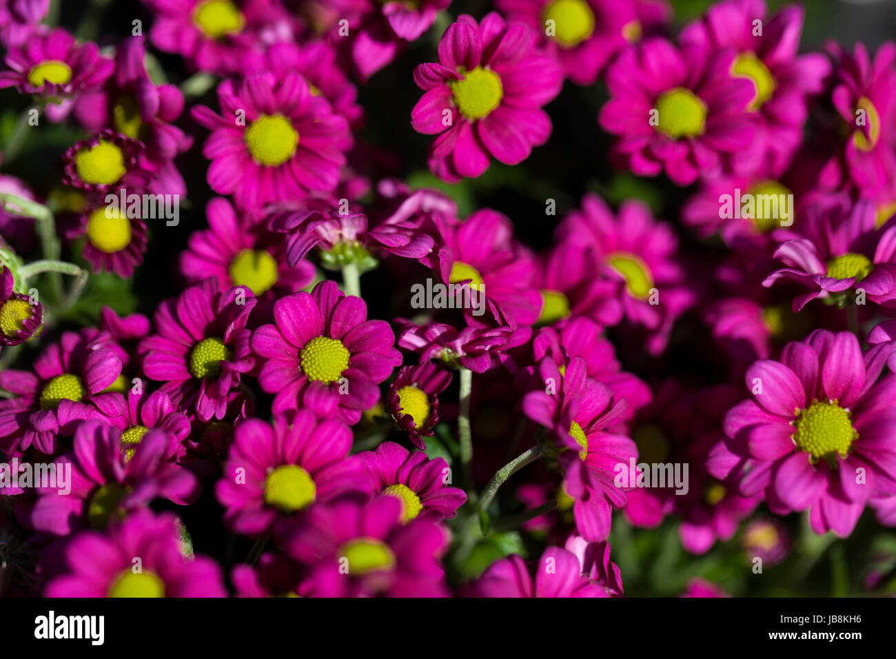 Buntsandstein Palet Blumen Blumenstrauß Mit Verschiedenen Blüten Zum Valentinstag Und Muttertag Stockfoto