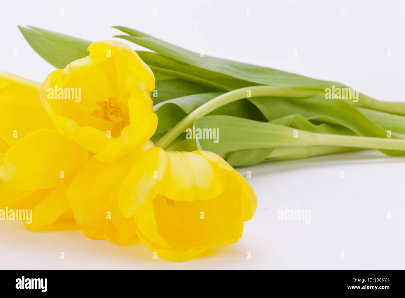 Blumenstraus aus Klingebiel Tulpen Zu Ostern Nahaufnahme Isoliert Auf Weißem Hintergrund Stockfoto