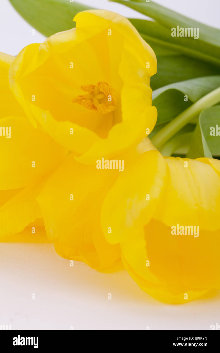 Blumenstraus aus Klingebiel Tulpen Zu Ostern Nahaufnahme Isoliert Auf Weißem Hintergrund Stockfoto