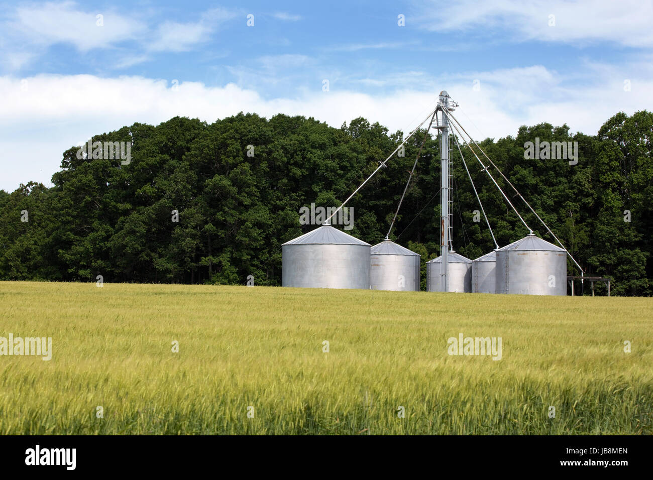 Landwirtschaftlichen Bereich der Winterweizen wächst von Korn-Lagerung-Silos auf dem Bauernhof. Stockfoto