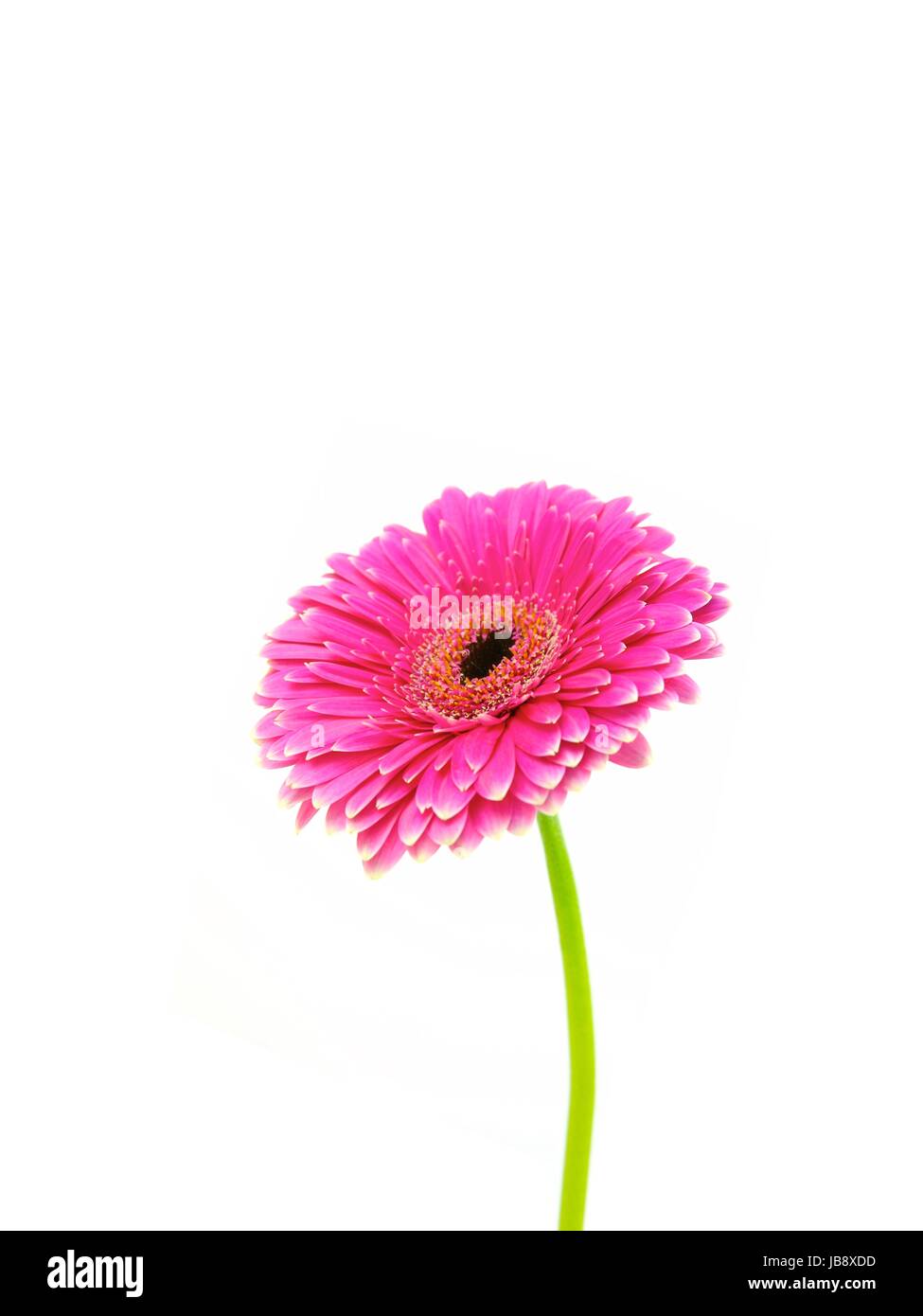 Eine Nahaufnahme von einer Gerbera auf weiß Stockfoto