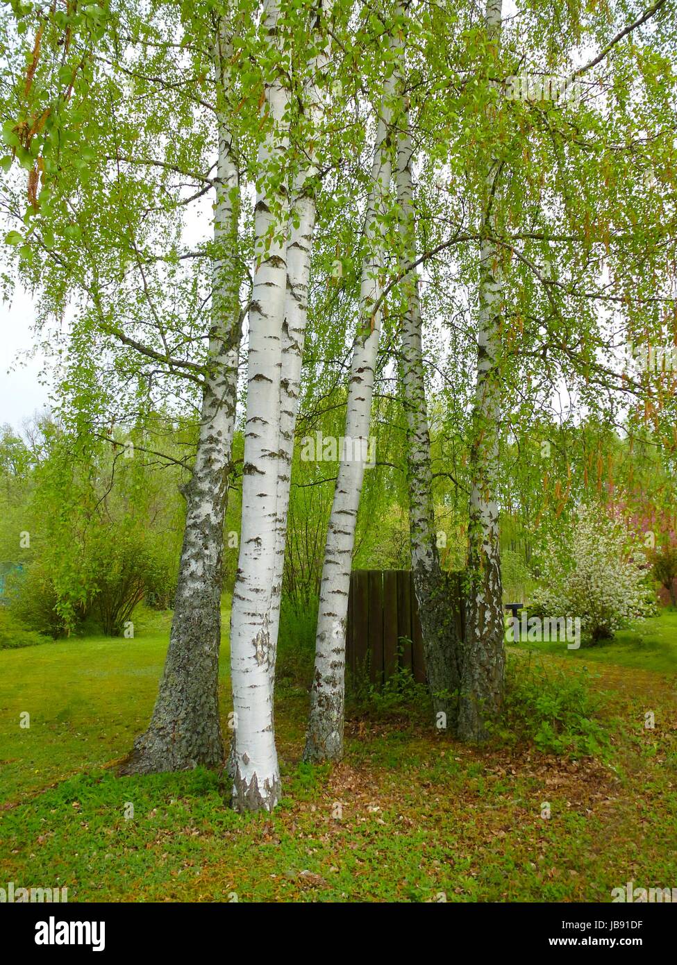 Birkenbäume Im Garten, Birken Stockfotografie Alamy
