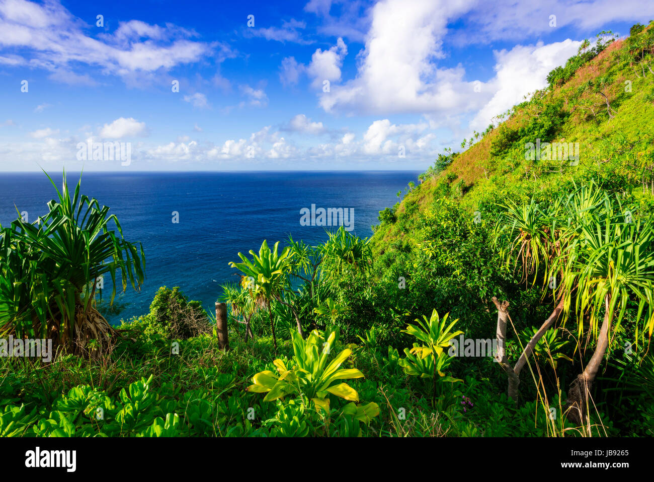 Üppige Vegetation entlang der Kalalau Trail, Na Pali Coast, Kauai, Hawaii USA Stockfoto