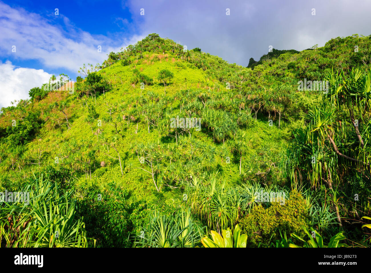 Üppige Vegetation entlang der Kalalau Trail, Na Pali Coast, Kauai, Hawaii USA Stockfoto