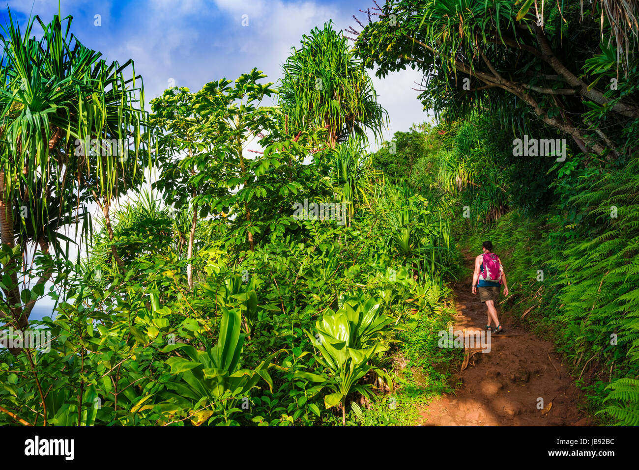 Üppige Vegetation entlang der Kalalau Trail, Na Pali Coast, Kauai, Hawaii USA Stockfoto