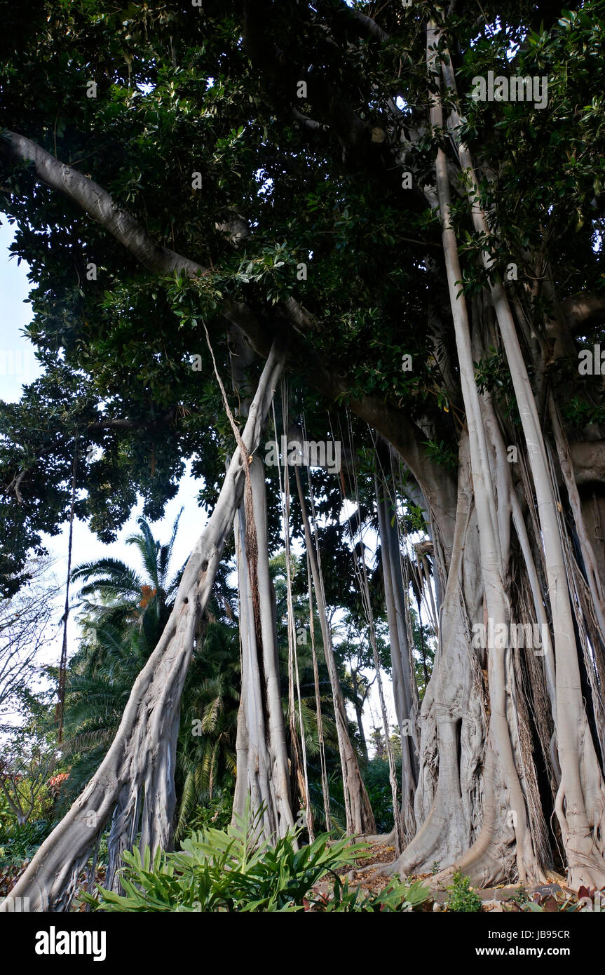 Grossblaettrige Feige, F, macrophylla f. columnaris (Ficus macrophylla ssp. columnaris, Ficus columnaris, F. macrophylla f. columnaris), Baumriese (Ficus macrophylla subspez. Columnaris) Mit Zahlreichen Luftwurzeln, Kanaren, Teneriffa, Puerto De La Cruz Stockfoto