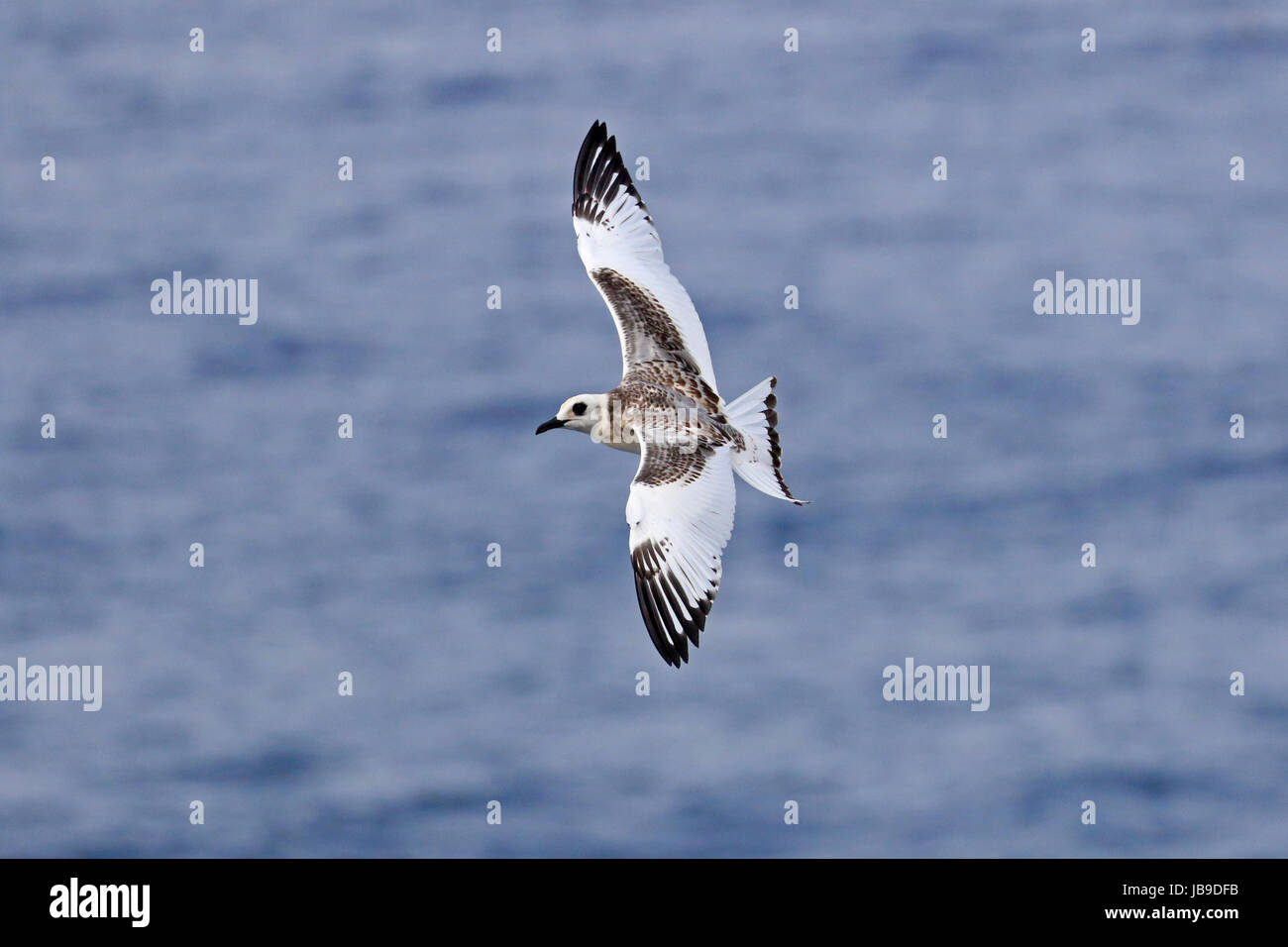 Juvenile Swallow-tailed Möwe im Flug auf den Galapagos-Inseln Stockfoto