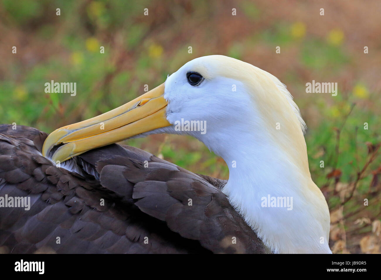 Winkte Albatross Putzen der Galapagos Inseln. Stockfoto