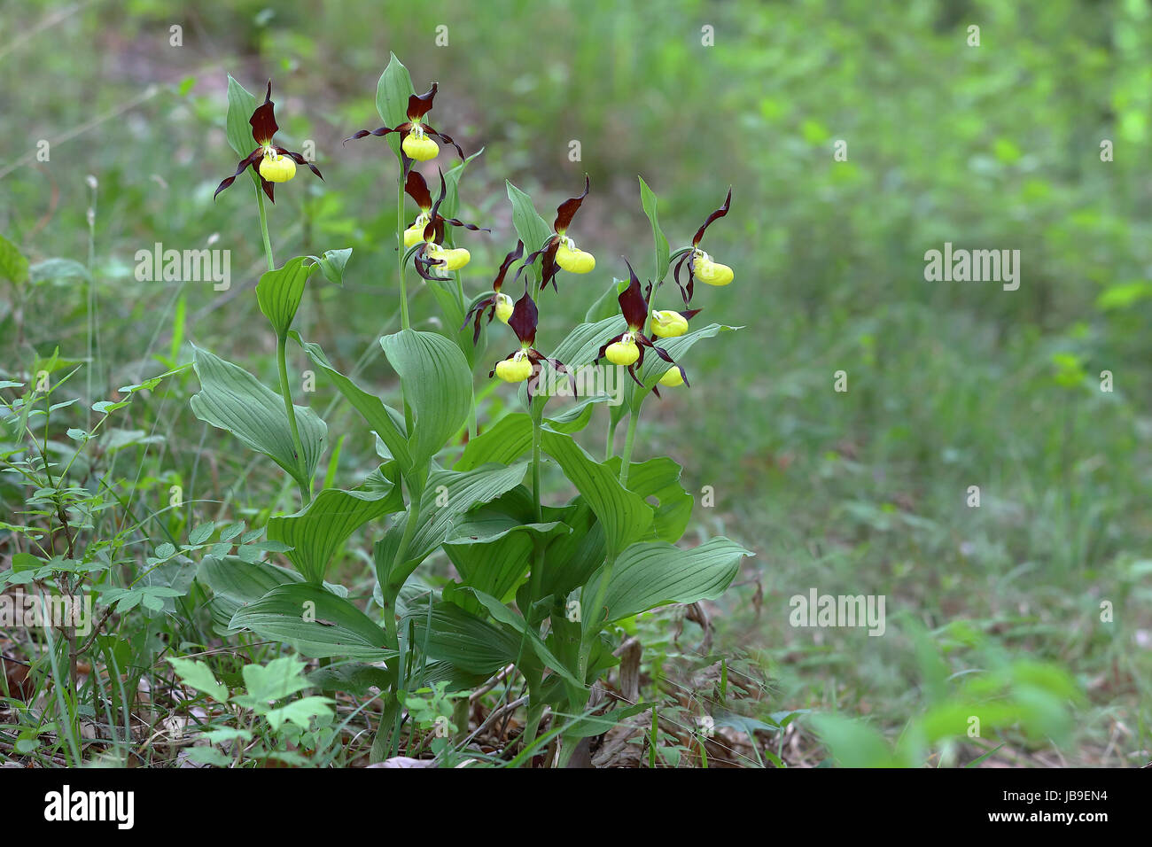 Gelbe Frauenschuh Orchidee (Cypripedium Calceolus), blühende Pflanzen auf Waldboden, Thüringen, Deutschland Stockfoto