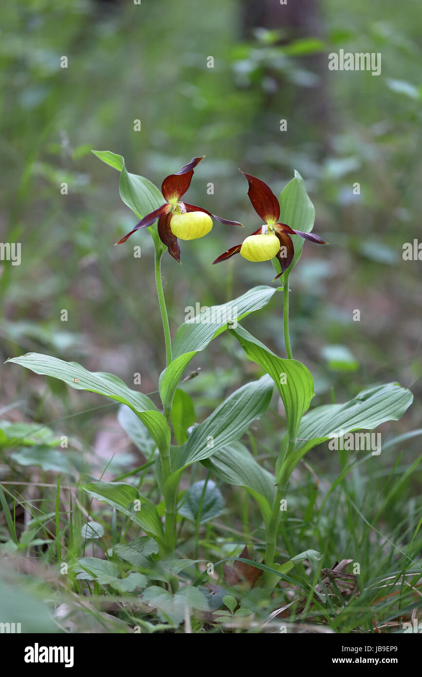 Gelbe Frauenschuh Orchidee (Cypripedium Calceolus), blühende Pflanzen auf Waldboden, Thüringen, Deutschland Stockfoto