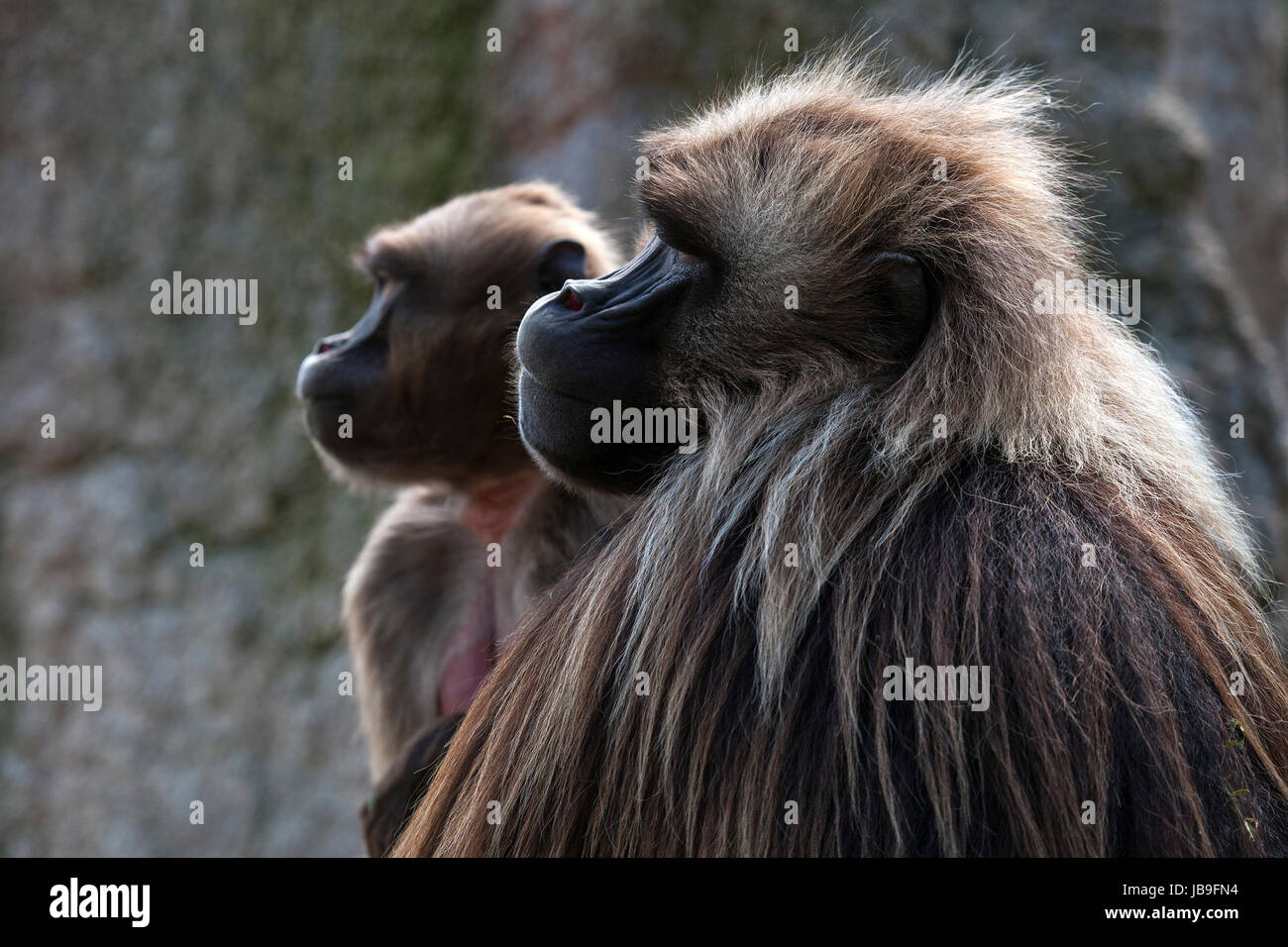 Geladas oder Gelada Paviane (Theropithecus Gelada), tierische paar, weiblich und männlich, auftreten Äthiopien, Gefangenschaft, Deutschland Stockfoto