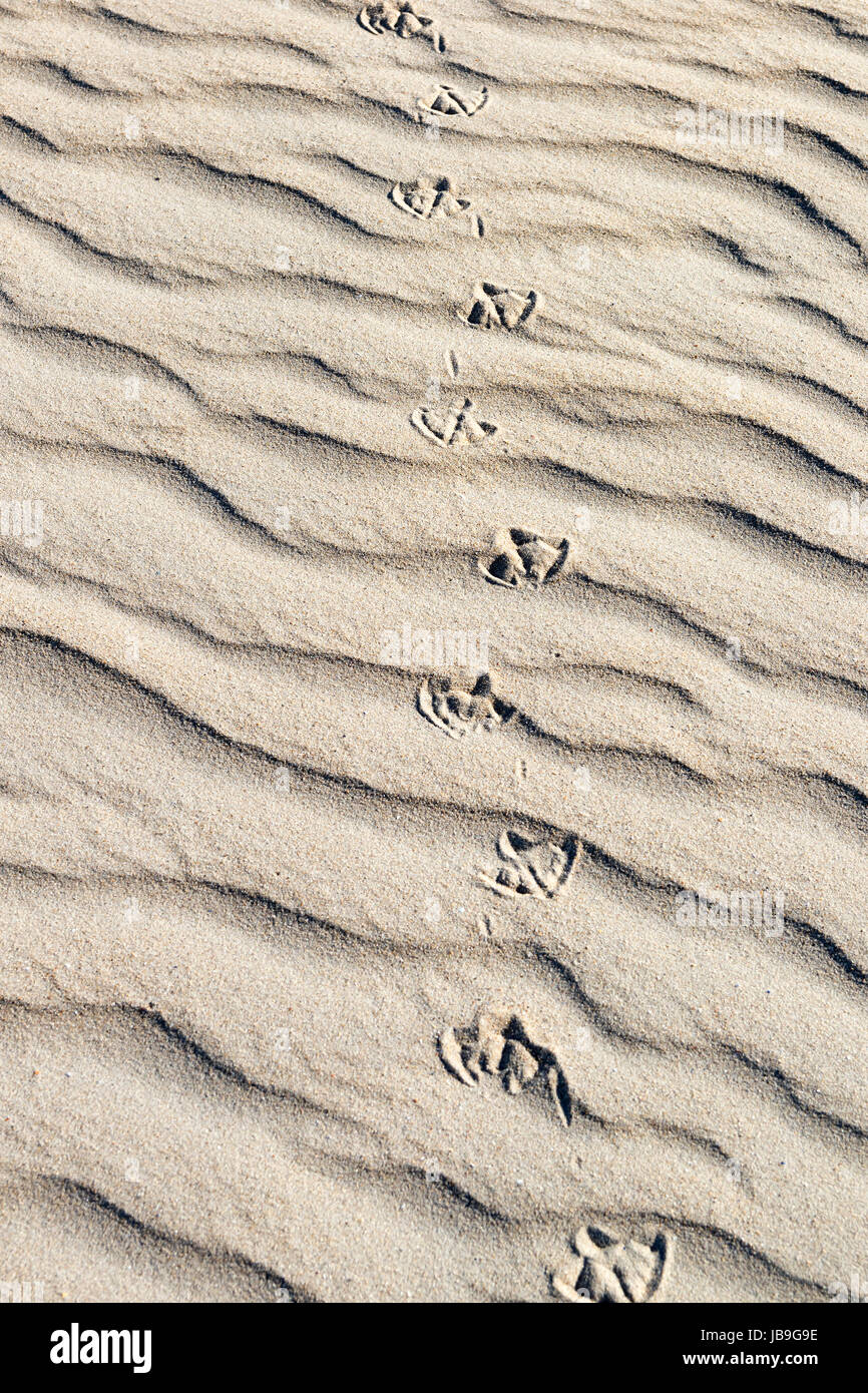 Tierspuren im Sand, Dünen, Watt, Nordsee, Nordholland, Niederlande Stockfoto