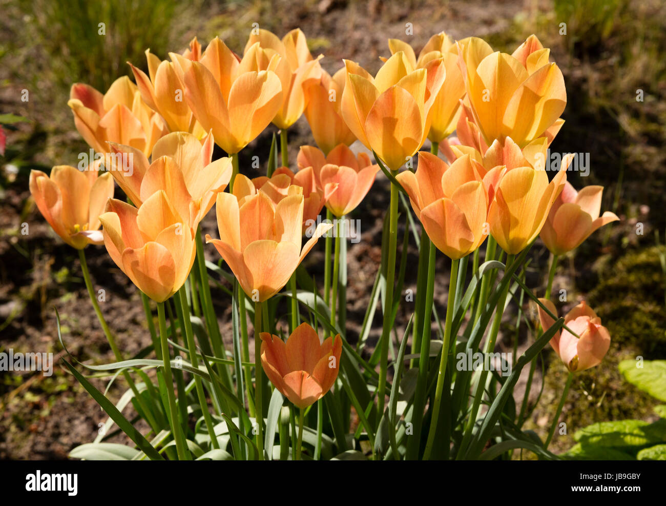 Orange Tulpen (Tulipa), North Rhine-Westphalia, Deutschland Stockfoto