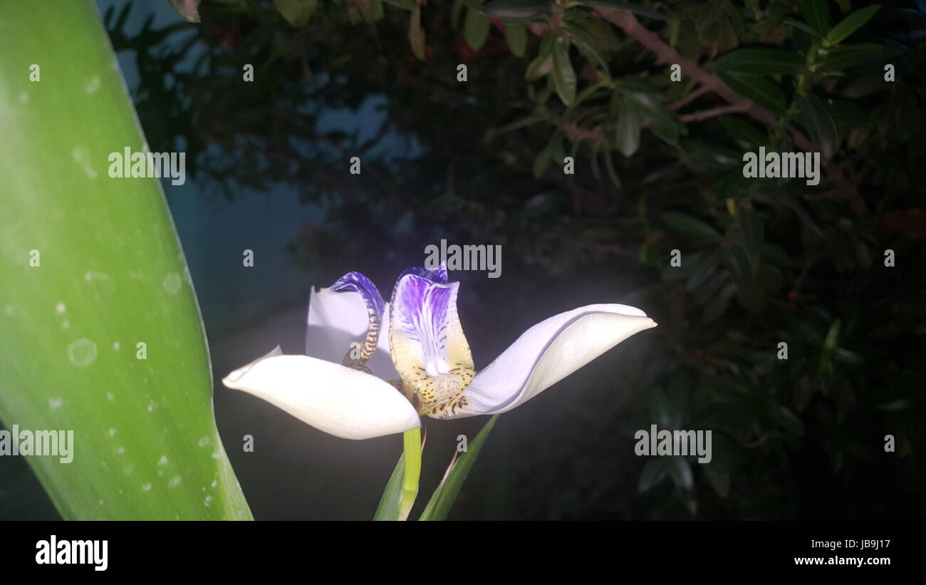 Einige Blumen an meine Oma Hof in Brasilien (kein Filter) Stockfoto