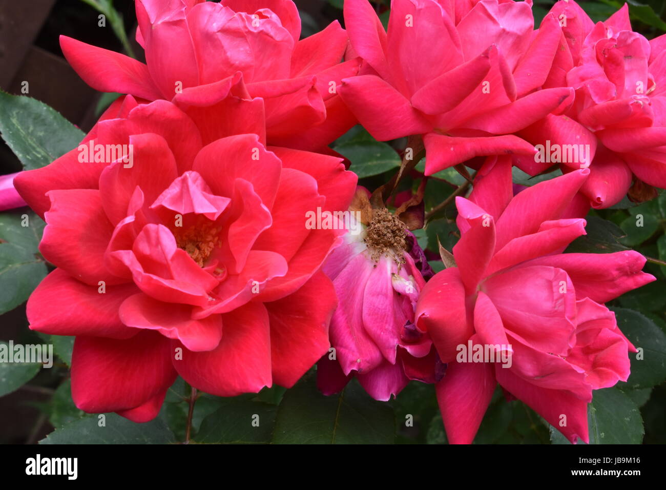 Cluster von Rosen mit grünen Blättern um Sie herum. Stockfoto