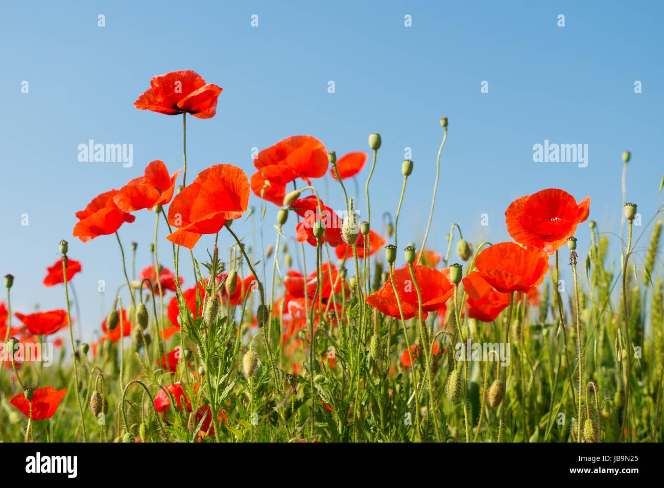 Rote Mohnblumen auf blauen Himmelshintergrund Stockfoto