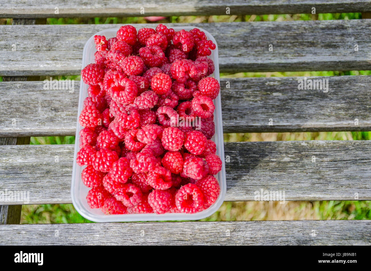 Eine Wanne mit nach Hause angebauten Himbeeren gepflückt Form im Garten. Stockfoto