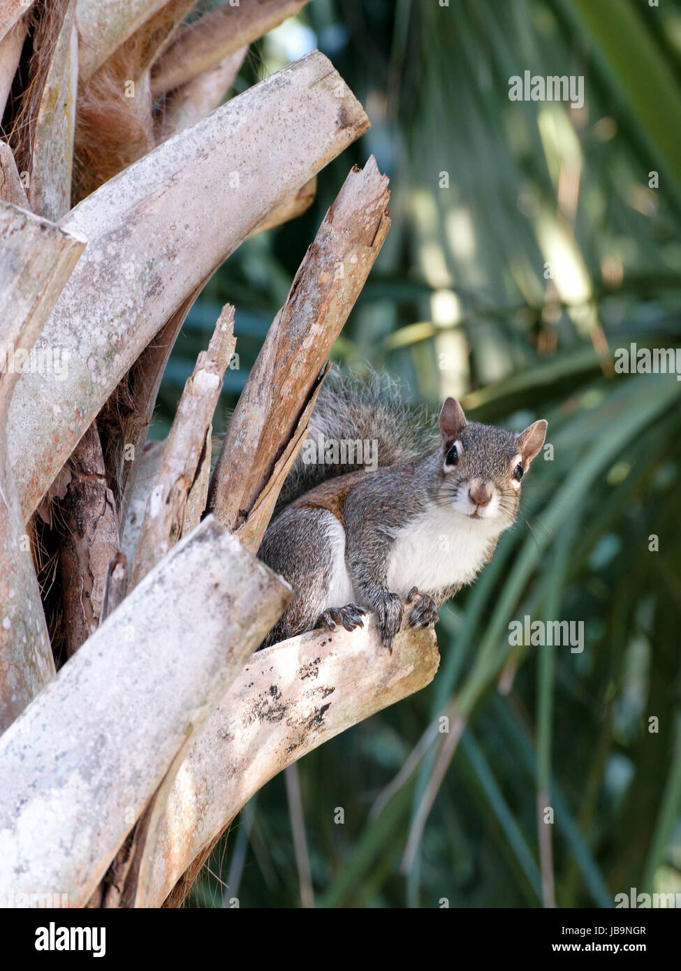 Eichhörnchen starrte direkt auf Kamera vom Barsch auf Rinde der Kohl-Palme. Stockfoto