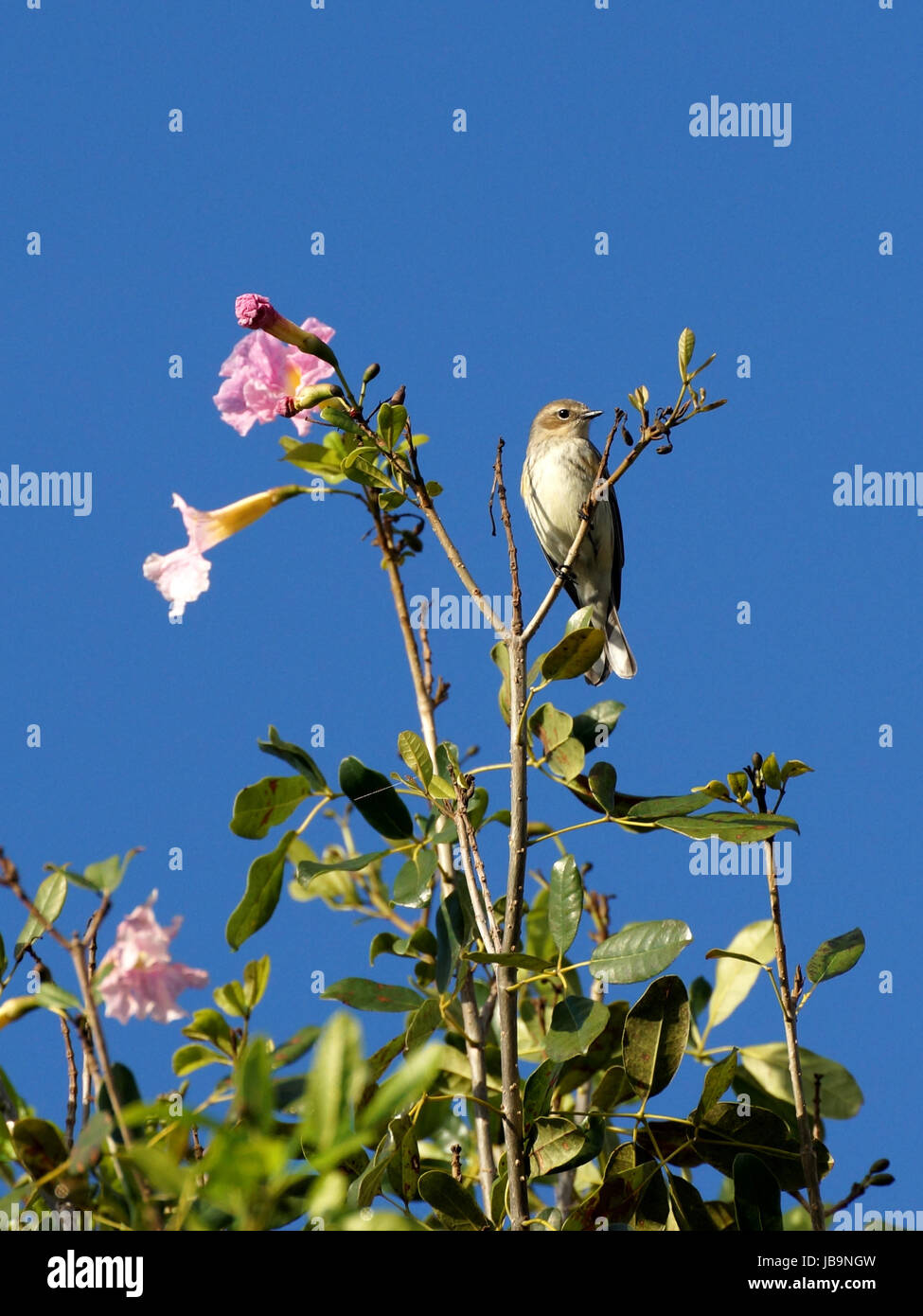 Winzige Palm Warbler auf blühender Baum Stockfoto