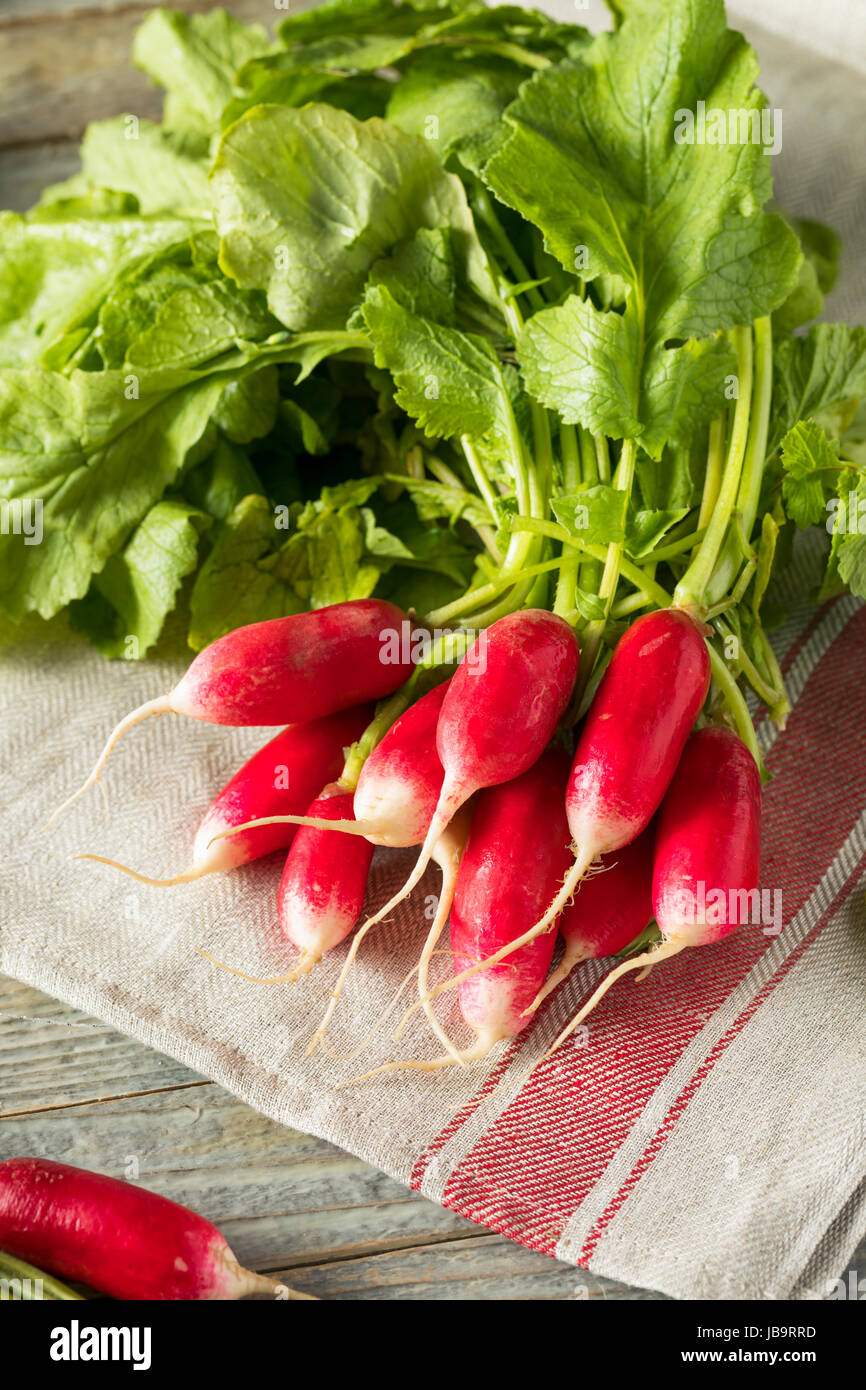 Rohe Bio frische französische Radieschen essfertig Stockfoto